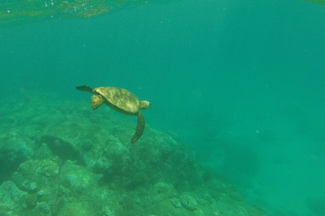 Glass Bottom Kayak - Guaranteed to See Turtles!