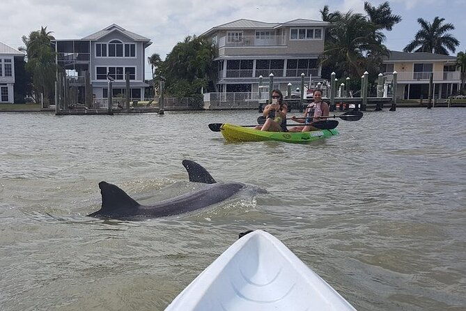 Guided Kayak Dolphin Eco Tour in Pelican Bay