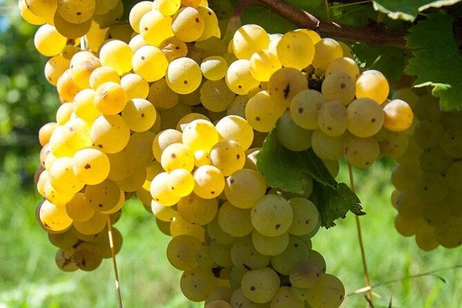 guided-wine-tasting-experience-in-a-roman-vineyard