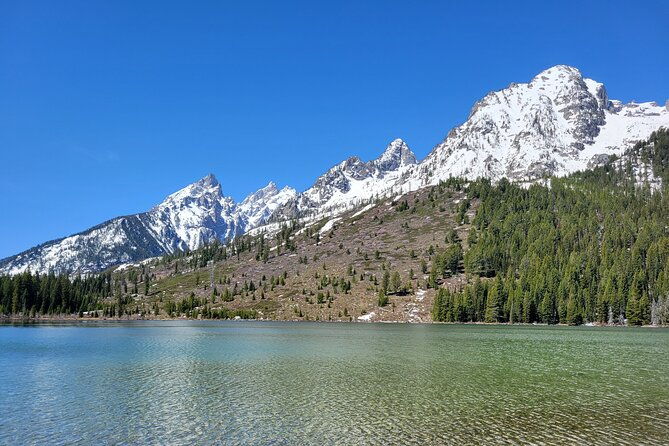 Half-Day Grand Teton National Park Wildlife Safari Private Tour