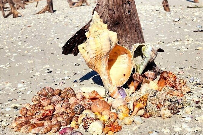 half-day-keewaydin-shelling-and-beach-adventure-private