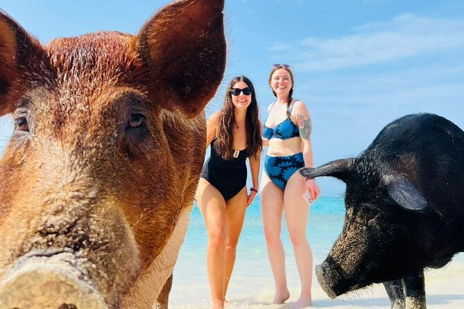 half-day-pigs-turtles-snorkel-lunch