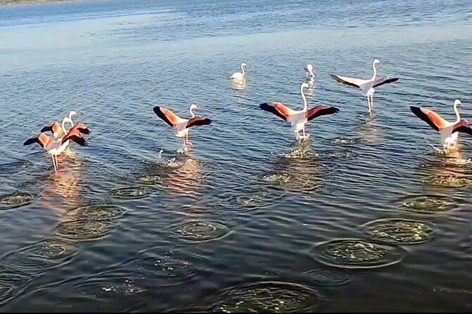 happy-camargue-tour-an-immersion-by-bike-and-scooter