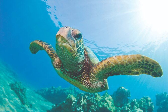 Hawaiian Sea Turtles and Snorkeling Experience in Kona With Lunch