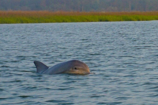Hilton Head Morning Dolphins & Donuts Cruise (Semi-Private)