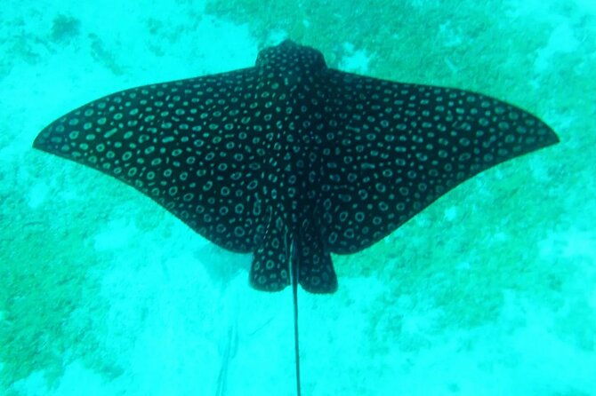 hol-chan-snorkel-tour-from-caye-caulker