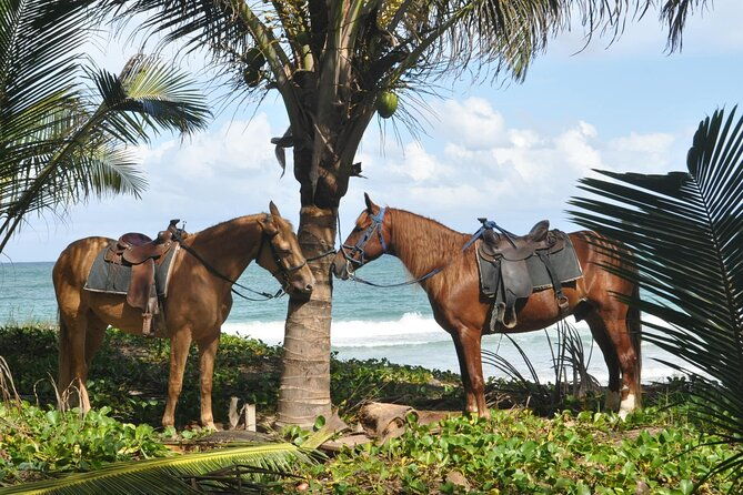 horseback-riding-tour-on-the-beaches-of-punta-cana