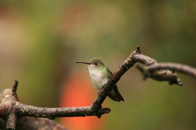 hummingbirds-of-the-sacred-valley-cusco