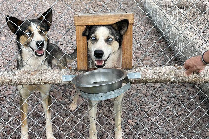 husky-cuddle-at-fjallaventyr-dog-park-admission-ticket