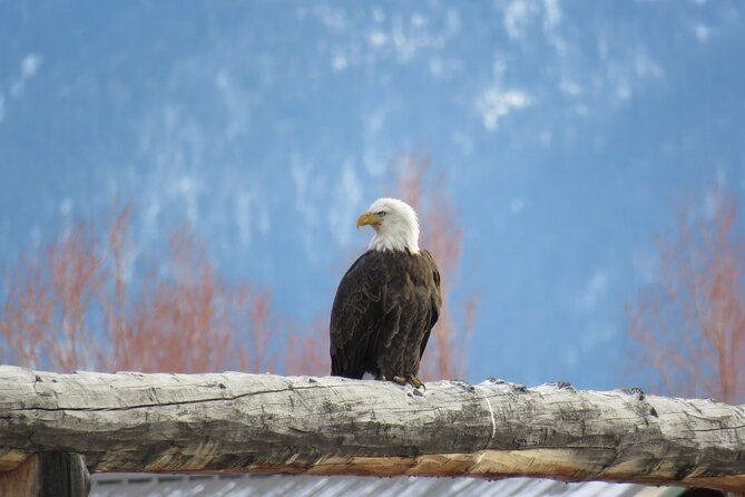 Jackson Hole & Grand Teton Park - Full-Day Wildlife Tour