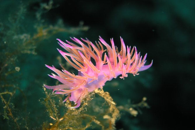 mallorca-ssi-open-water-diver-course