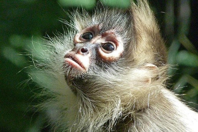 manu-jungle-tour-4-days-2