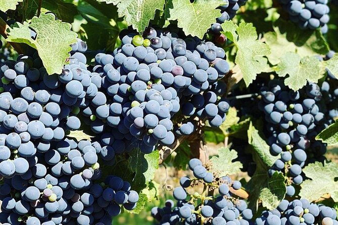 moment-premium-tasting-tour