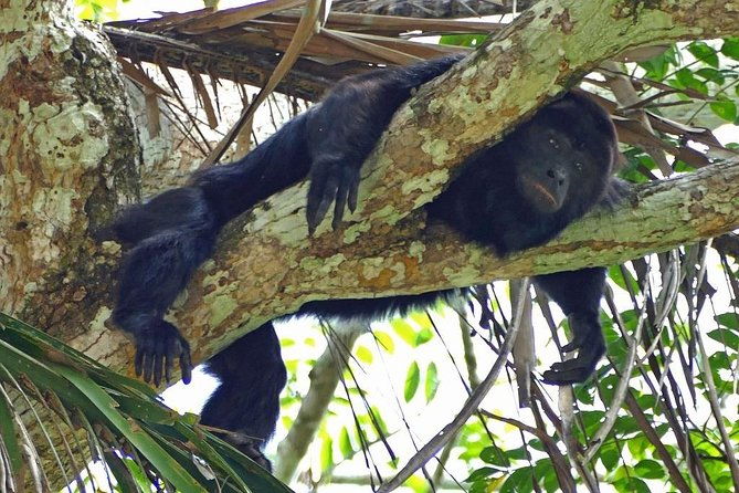 monkey-river-tour-with-transportation-from-hopkins