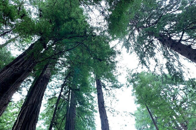 muir-woods-sausalito-and-golden-gate-bridge