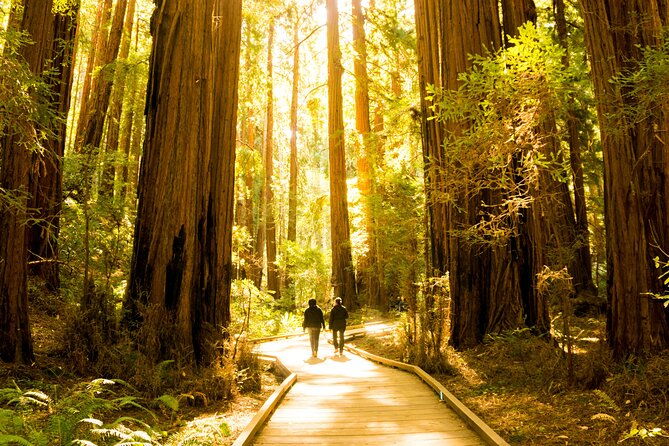 muir-woods-sausalito-tour-hop-on-hop-off-tour