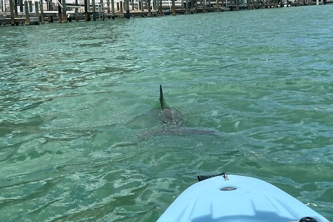 Naples Guided Sunset Kayak Tour Activity