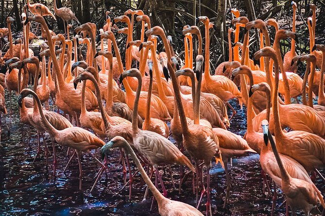 national-aviary-mambo-beach-club-baru-playa-blanca