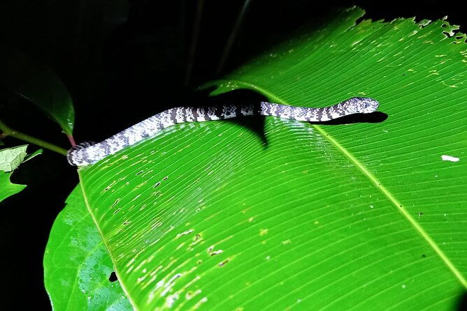 night-walk-inside-the-trails-in-tortuguero