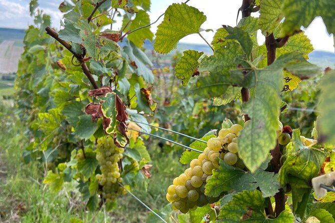 not-your-average-champagne-tour-day-trip-from-paris-private