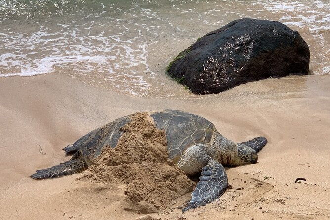 oahu-allstar-circle-island-tour-dole-turtles-blowhole-fun