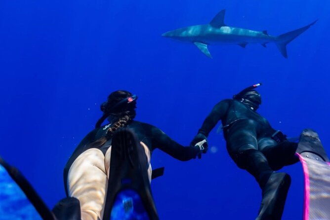 oahu-shark-dive-no-cage
