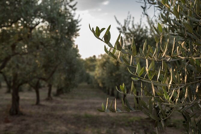 olive-oil-tour-visit-to-the-oil-mill-and-olive-oil-tasting-2