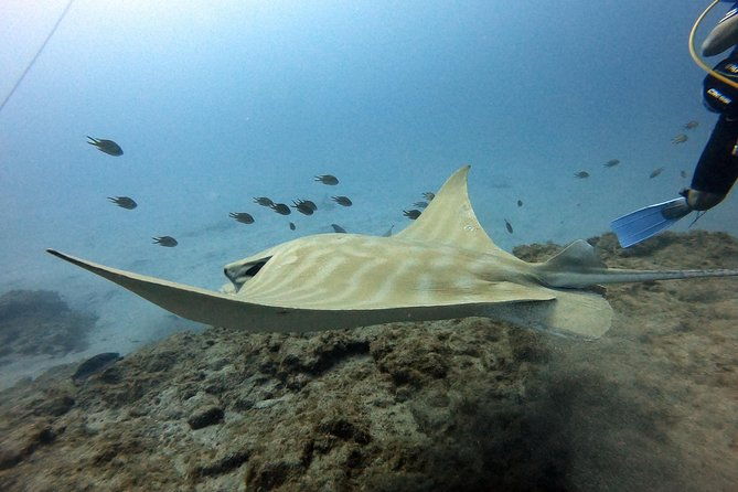 padi-open-water-course-in-costa-adeje