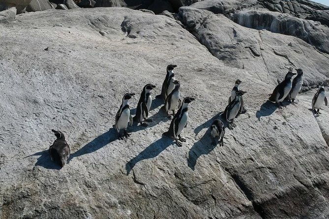 penguins-watching-navigation-cachagua-islandlunch-from-valparais