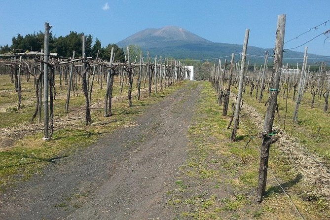 pompeii-wine-tasting-tour-from-sorrento-licensed-guide-included-2
