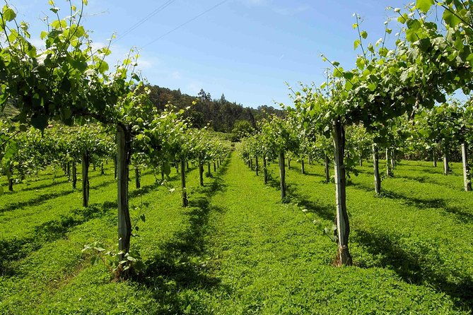premium-private-vinho-verde-tour2-wineries-with-tastings-lunch-4