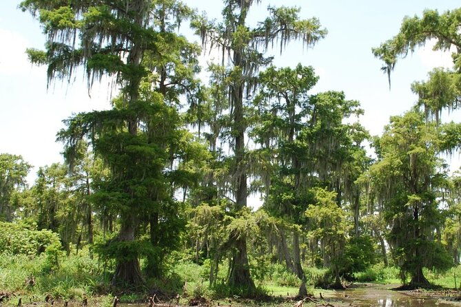 private-airboat-swamp-tour