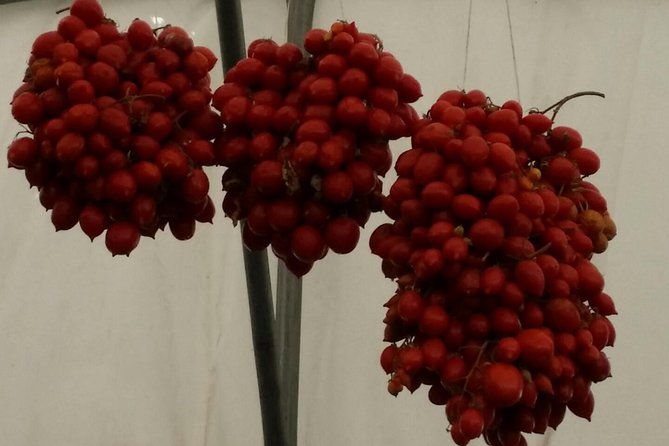 private-day-tour-herculaneum-and-wine-tasting