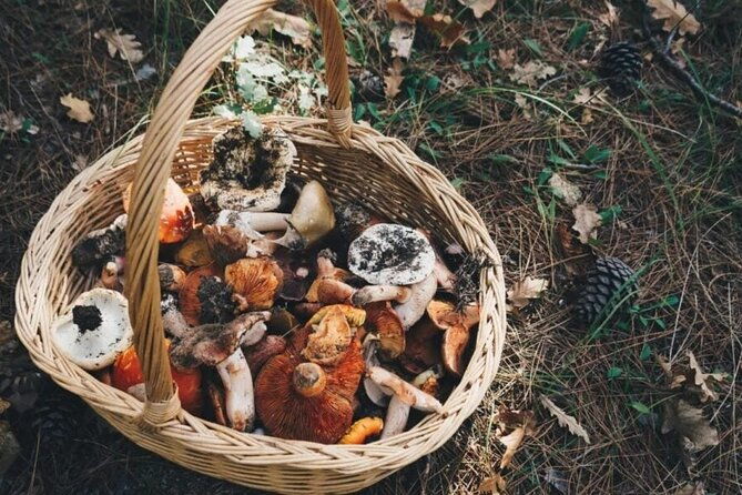 private-daytrip-for-truffle-mushroom-foraging-and-wine-tasting