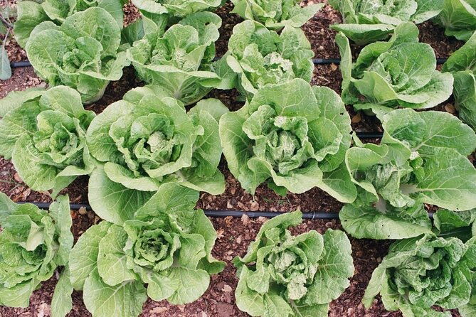 Private Farm Workshop in Napa Valley