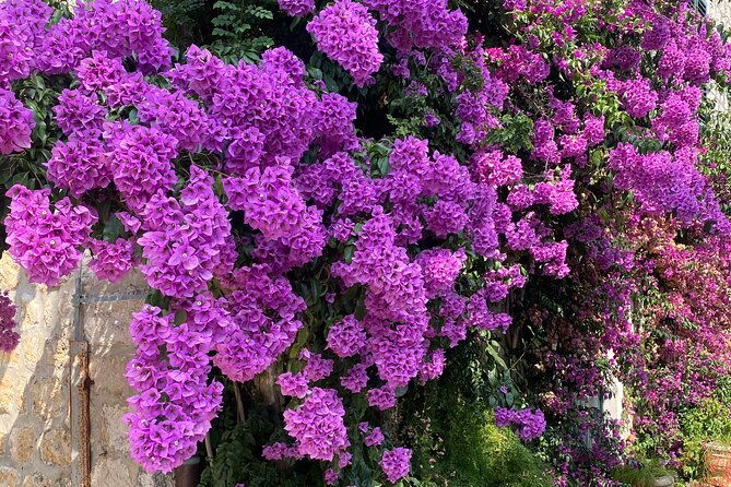 private-game-of-thrones-tour-with-kings-landing-garden