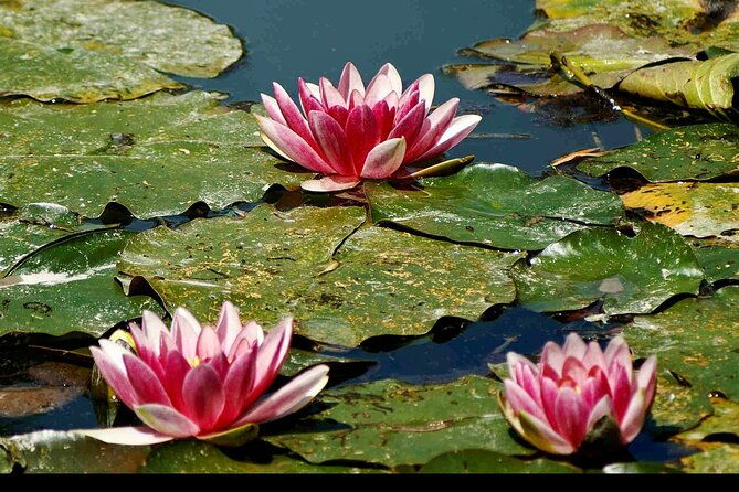 private-giverny-half-day-trip-from-paris-by-mercedes-lunch-option