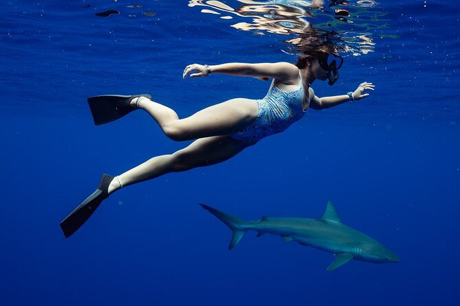 private-shark-dive-oahu-hawaii-6-guest