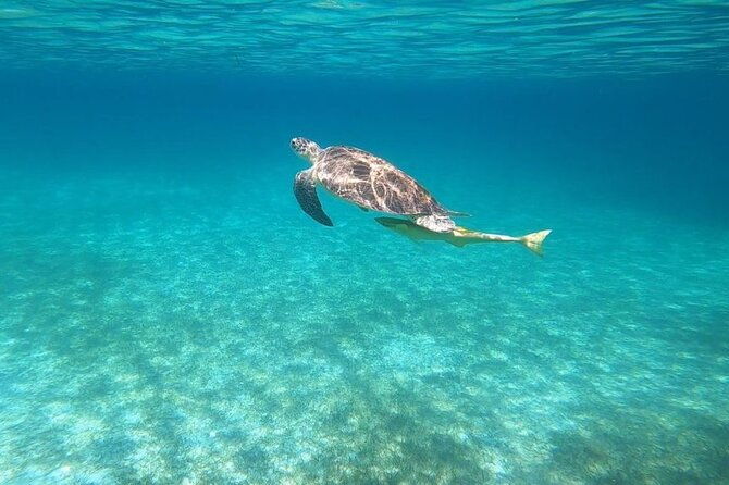 private-swim-with-pigs-and-snorkeling-in-paradise-tour