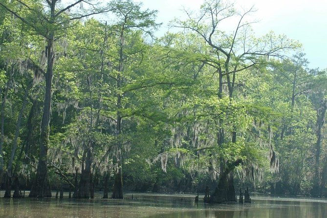private-tour-of-the-honey-island-swamp