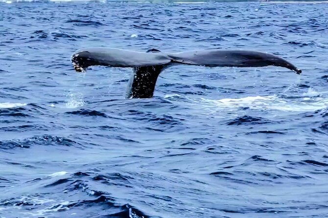 private-whale-watching-adventure