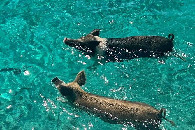 rose-island-swimming-pigs