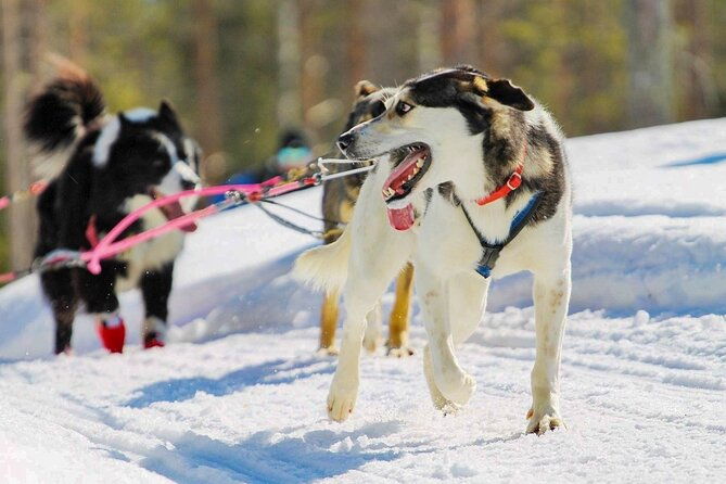 rovaniemi-husky-safari-tour-6-10-km-self-driving-mushing