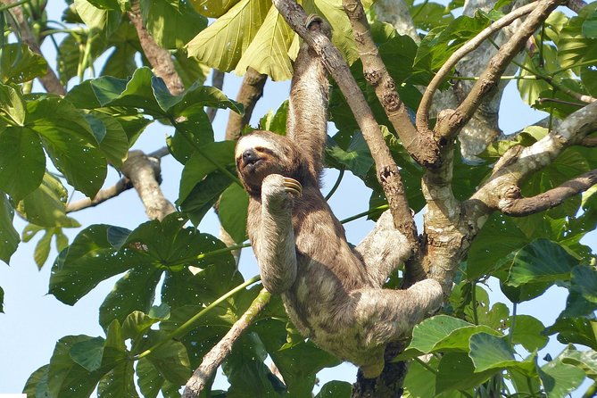 santa-cruz-sloth-and-wildlife-tour