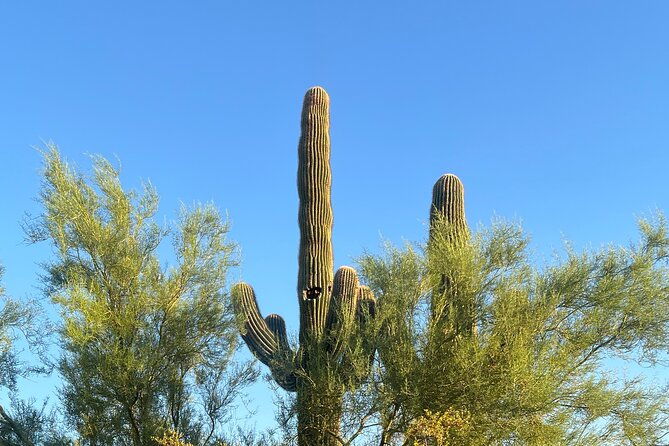 Serene Botanical Tour of the Sonoran Desert. Guided Nature Walk