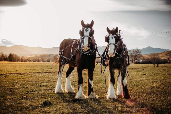 Shared Goldens History Wagon Ride Tour in Colorado