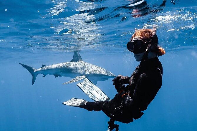 Shark Diving and Snorkeling in Oahu Hawaii