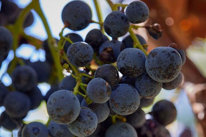 simple-visit-to-discover-the-domaine-darton-2