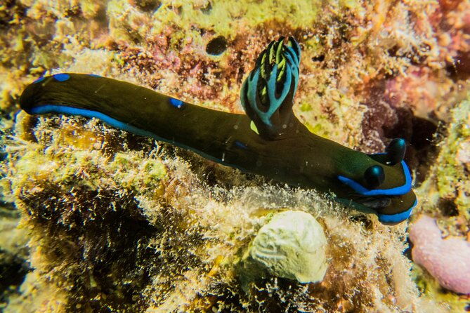 small-group-shallow-reef-dive-in-oahu