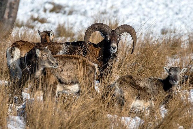 small-group-tour-to-np-hoge-veluwe-van-gogh-from-amsterdam-2